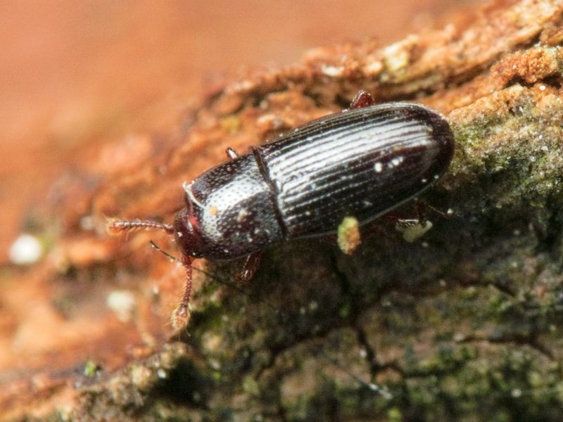 Cerylon histeroides (Fabricius, 1792)